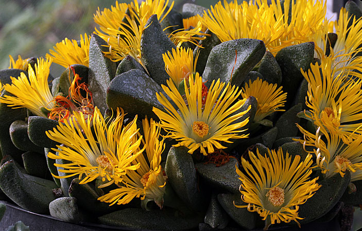 Pleiospilos compactus